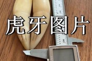 虎牙历史版本大全_虎牙旧版还能用吗