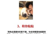 如何让狗狗快乐_宠物日常互动技巧