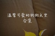 狗的艺术文案怎么写_狗狗治愈文案有哪些