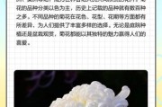 菊花历史图片大全_菊花起源是哪里