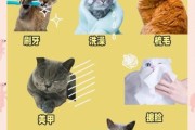 养猫新手入门_猫咪日常护理怎么做