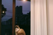 猫咪为什么喜欢看窗外_如何给猫拍日常视频