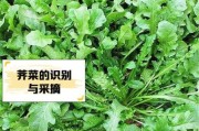 野菜历史故事大全_野菜最早出现在哪个朝代