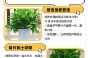室内植物怎么养_绿植黄叶怎么办
