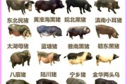 猪的日常饮食_猪的生活习性