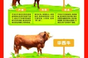 中国养牛历史有多久_中国养牛起源与发展