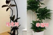 绿植怎么养才旺盛_室内绿植摆放技巧