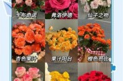 玫瑰花怎么养_玫瑰花语有哪些