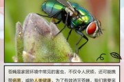 苍蝇的历史起源_苍蝇为什么能活到现在
