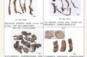 中药历史图片大全_古代药材图谱怎么查