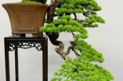 艺术松树怎么养_艺术松树盆景价格