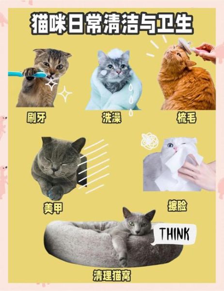 养猫新手入门_猫咪日常护理怎么做