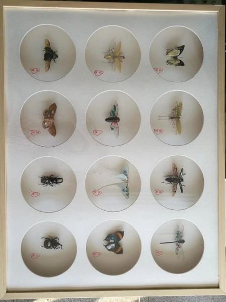 昆虫标本怎么做_昆虫标本收藏价值