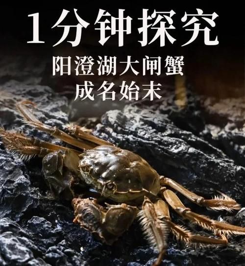大闸蟹历史图片大全_大闸蟹最早出现在哪个朝代