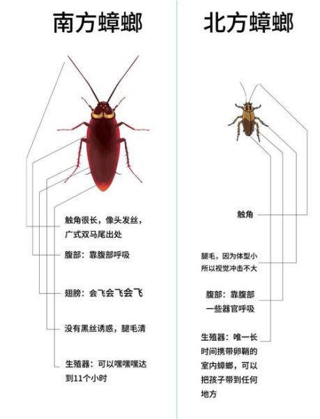 蟑螂历史图片大全_蟑螂进化过程是怎样的