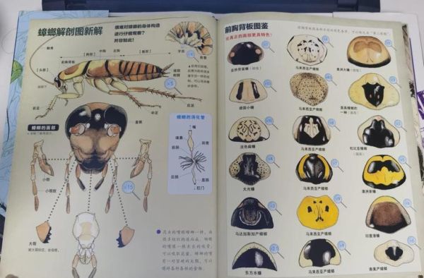 蟑螂历史图片大全_蟑螂进化过程是怎样的