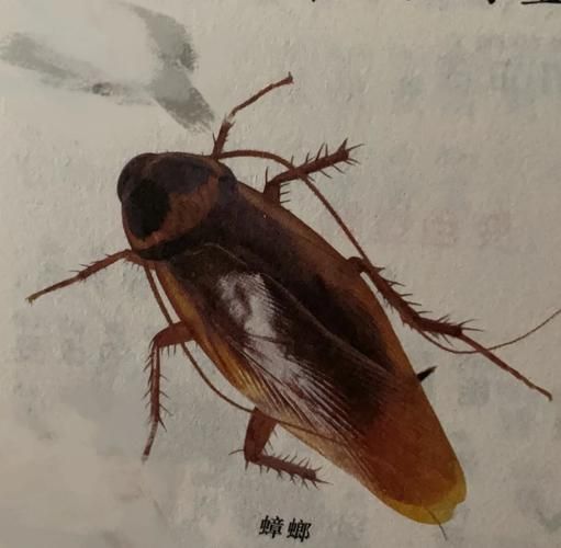 蟑螂历史图片大全_蟑螂进化过程是怎样的
