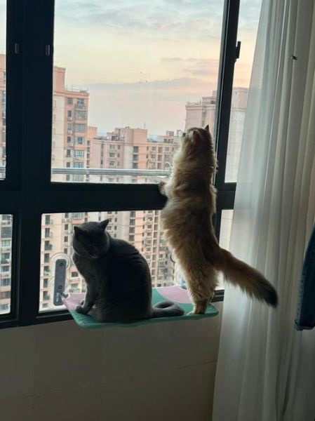 猫咪为什么喜欢看窗外_如何给猫拍日常视频