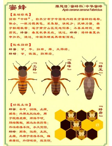中国养蜂历史有多久_古代如何采蜜
