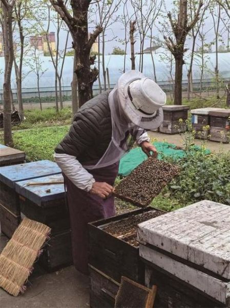 中国养蜂历史有多久_古代如何采蜜
