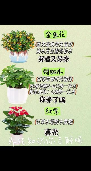 花草怎么养_适合新手的室内花草推荐