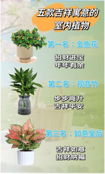 花草怎么养_适合新手的室内花草推荐