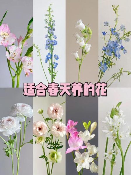 艺术花草怎么养_艺术花草适合放哪里