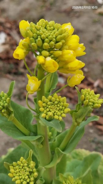 艺术菜花怎么养_艺术菜花和普通菜花区别
