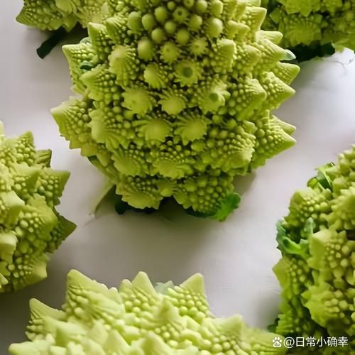 艺术菜花怎么养_艺术菜花和普通菜花区别