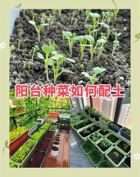 阳台种菜怎么选土_新手种菜多久能收获