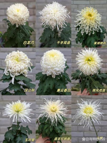 菊花历史图片大全_菊花起源是哪里