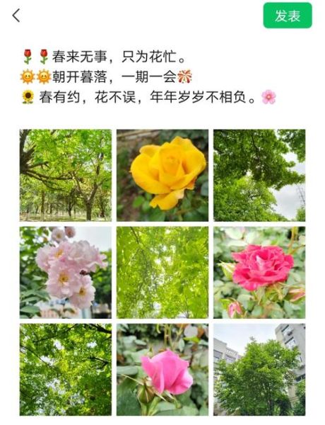 花怎么选_花与生活文案朋友圈怎么写