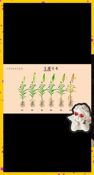 玉米起源地在哪里_玉米传入中国时间