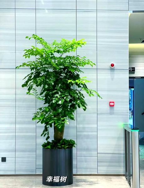 家里怎么养绿植_办公室放什么植物好