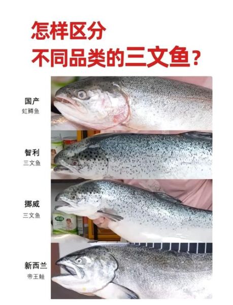 如何挑选新鲜三文鱼_三文鱼怎么保存才新鲜