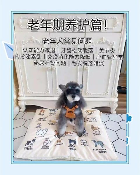 狗狗老了吃什么好_老年犬护理注意事项