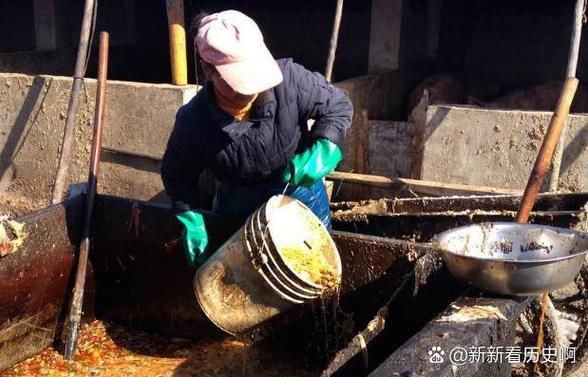 养猪历史图片大全_古代养猪与现代养猪区别