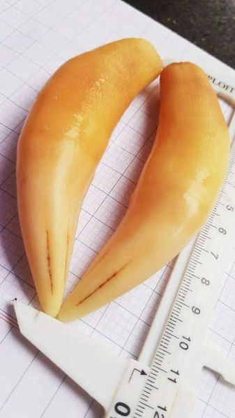 虎牙历史版本大全_虎牙旧版还能用吗