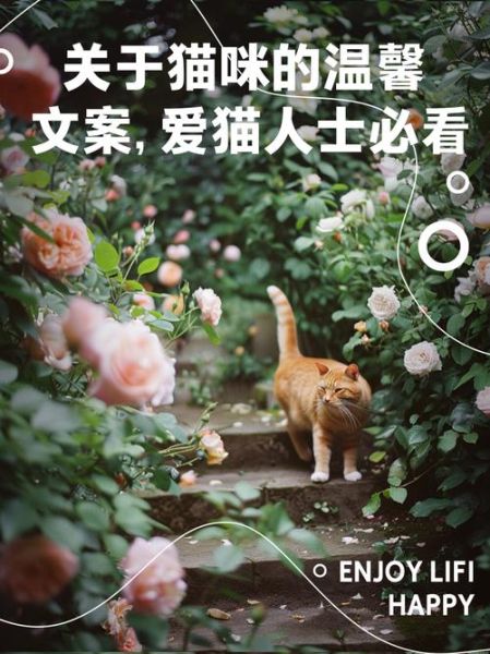 小猫艺术文案怎么写_如何打动爱猫人的心