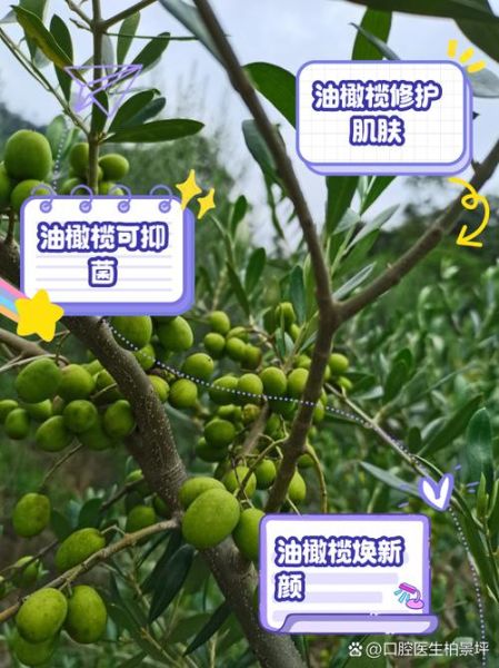 苏州橄榄树生物科技怎么样_产品功效真实吗