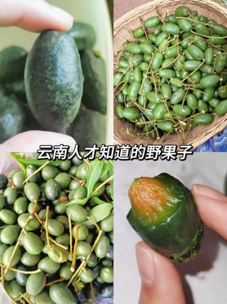 苏州橄榄树生物科技怎么样_产品功效真实吗