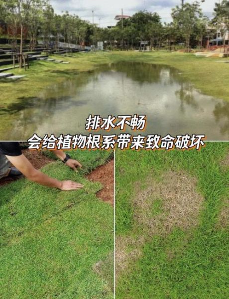 草坪多久浇一次水_草坪发黄怎么补救
