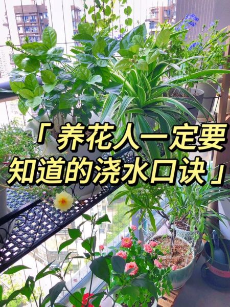 养花多久浇一次水_新手养花怎么浇水