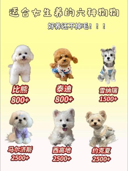 如何挑选适合新手养的狗_小型犬掉毛少又亲人吗