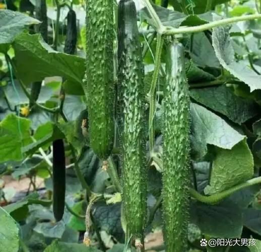 黄瓜历史图片大全_黄瓜原产地是哪里