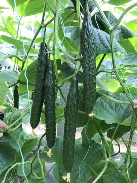 黄瓜历史图片大全_黄瓜原产地是哪里