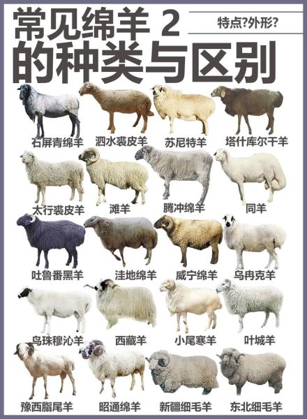 艺术棉羊是什么_艺术棉羊怎么选