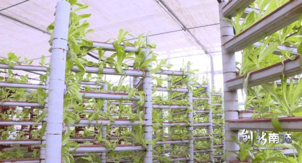 镇江荷兰农业高科技产品有哪些_如何引进