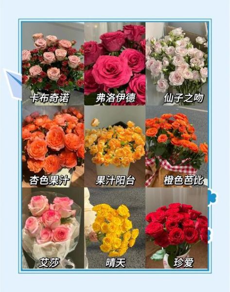 玫瑰花怎么养_玫瑰花语有哪些