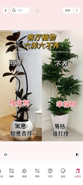 绿植怎么养才旺盛_室内绿植摆放技巧